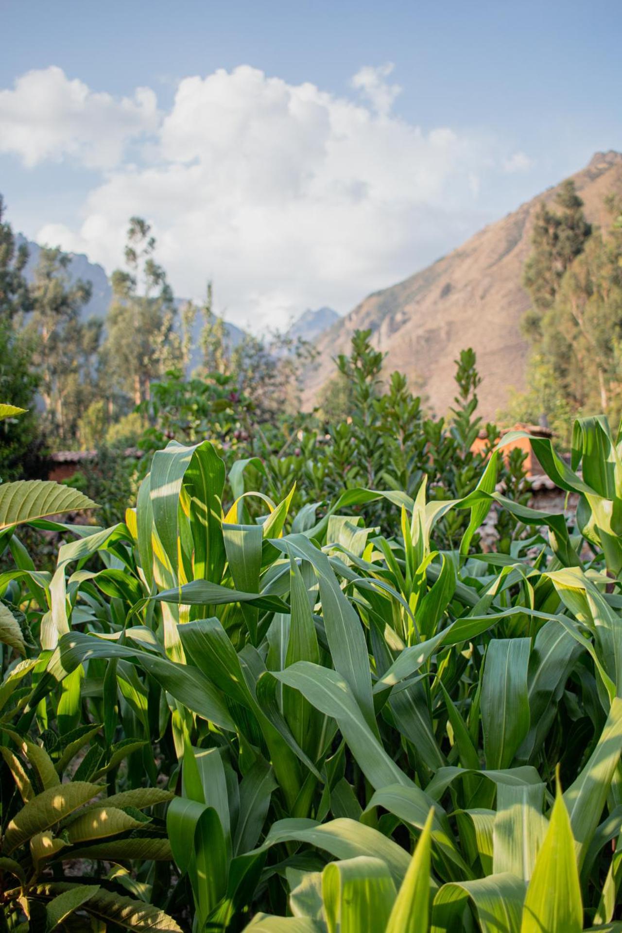 Allin Illary Eco Hospedaje Urubamba Exterior foto